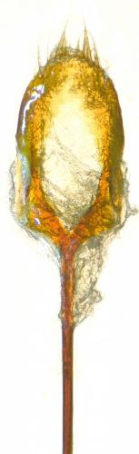 Réf. 252 641 : Otiorhynchus armadillo